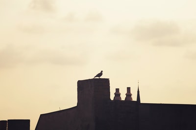 鸟在屋顶的轮廓
